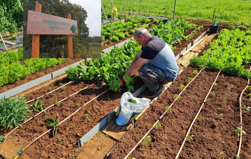 PRIJAVITE SE! U Rovinju slobodno 10 vrtnih parcela u sklopu projekta ''Gradski vrtovi''